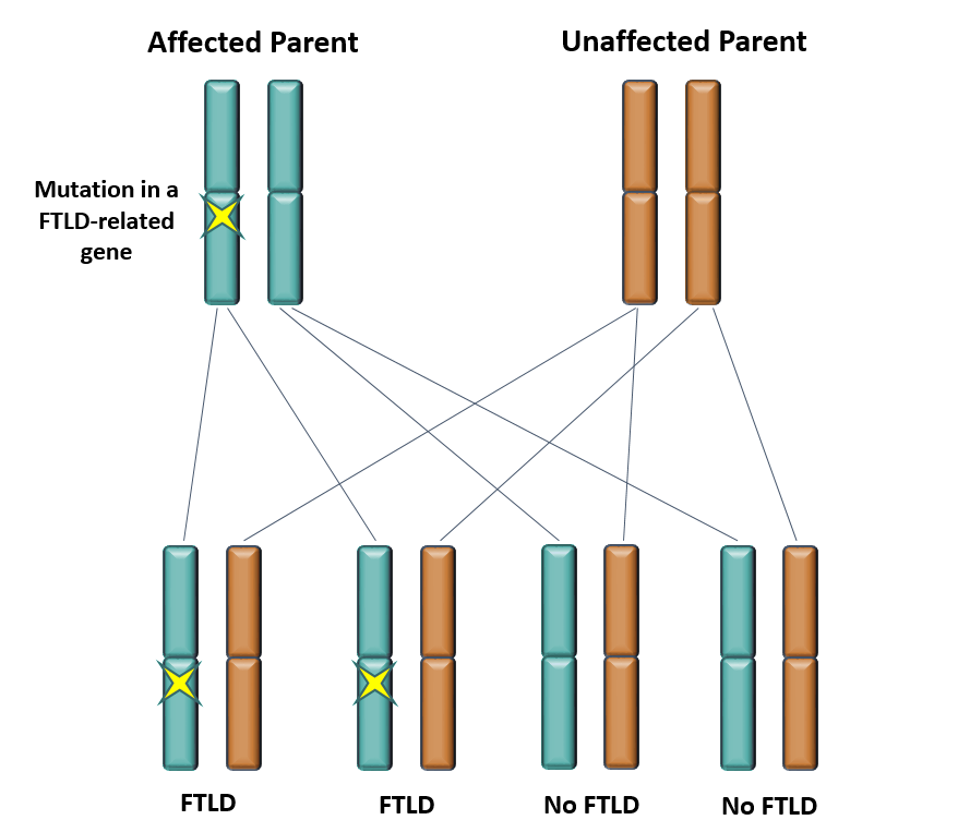 Autosomal dominant inheritance of MAPT, GRN, C9orf72, VCP, and CHMP2B gene mutations.